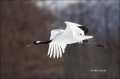 Japan;Tancho;Snow;One;avifauna;bird;birds;feather;feathered;feathers;nature;outd